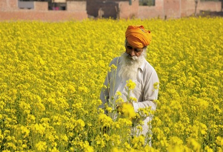 Agriculture To Outperform Manufacturing Sector: Survey